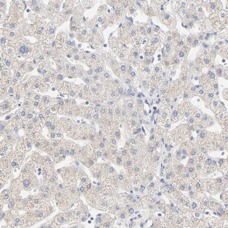 Immunohistochemistry (Formalin/PFA-fixed paraffin-embedded sections) - Anti-FCGBP antibody (AB121199)