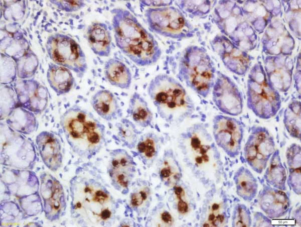 Immunohistochemistry (Formalin/PFA-fixed paraffin-embedded sections) - Anti-FCGBP antibody (AB217146)