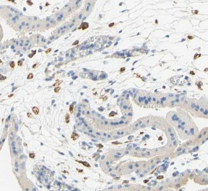Immunohistochemistry (Formalin/PFA-fixed paraffin-embedded sections) - Anti-FCGRT/FCRN antibody (AB224087)