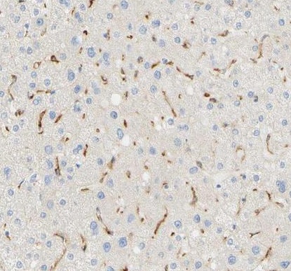 Immunohistochemistry (Formalin/PFA-fixed paraffin-embedded sections) - Anti-FCGRT/FCRN antibody (AB224087)