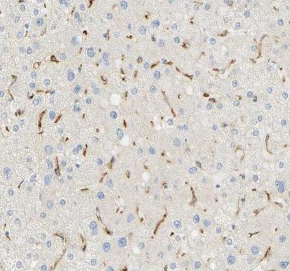 Immunohistochemistry (Formalin/PFA-fixed paraffin-embedded sections) - Anti-FCGRT/FCRN antibody (AB224087)