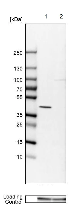 Western blot - Anti-FCGRT/FCRN antibody (AB224087)
