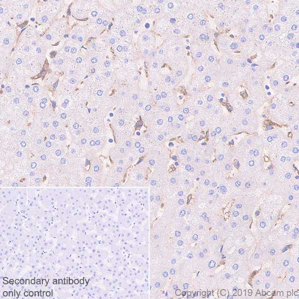 Immunohistochemistry (Formalin/PFA-fixed paraffin-embedded sections) - Anti-FCGRT/FCRN antibody [EPR22627-25] (AB228975)