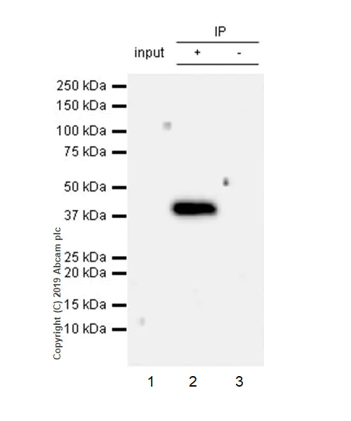 Immunoprecipitation - Anti-FCGRT/FCRN antibody [EPR22627-25] (AB228975)