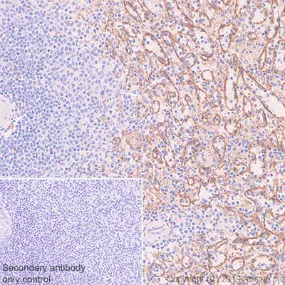 Immunohistochemistry (Formalin/PFA-fixed paraffin-embedded sections) - Anti-FCGRT/FCRN antibody [EPR22627-25] - BSA and Azide free (AB256121)