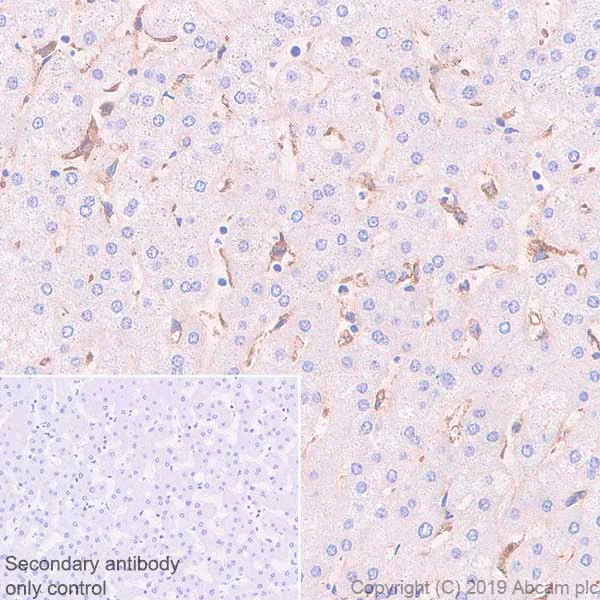 Immunohistochemistry (Formalin/PFA-fixed paraffin-embedded sections) - Anti-FCGRT/FCRN antibody [EPR22627-25] - BSA and Azide free (AB256121)