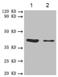 Western blot - Anti-FCGRT/FCRN antibody - Extracellular domain (AB193148)