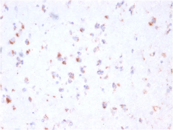 Immunohistochemistry (Formalin/PFA-fixed paraffin-embedded sections) - Anti-FCGRT/FCRN antibody [FCGRT/2932] (AB268057)