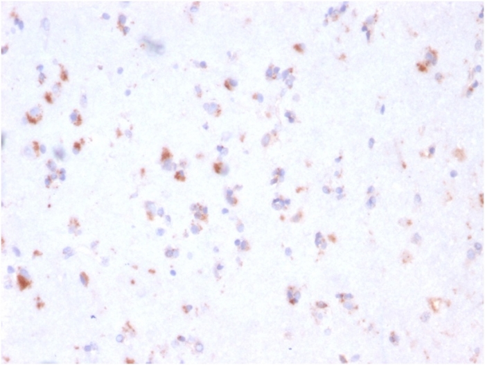 Immunohistochemistry (Formalin/PFA-fixed paraffin-embedded sections) - Anti-FCGRT/FCRN antibody [FCGRT/2932] - BSA and Azide free (AB268178)