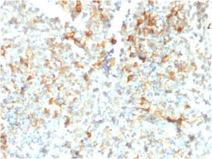 Immunohistochemistry (Formalin/PFA-fixed paraffin-embedded sections) - Anti-FCGRT/FCRN antibody [FCGRT/2932] - BSA and Azide free (AB268178)