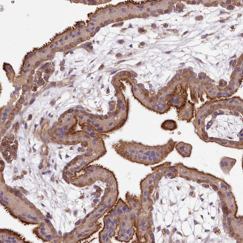 Immunohistochemistry (Formalin/PFA-fixed paraffin-embedded sections) - Anti-FCHO2 antibody (AB122407), expandable thumbnail