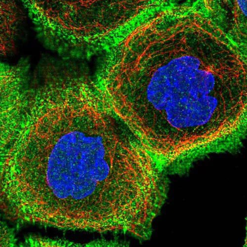 Immunocytochemistry/ Immunofluorescence - Anti-FCHSD2 antibody (AB122485)