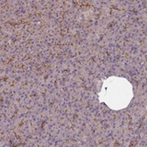 Immunohistochemistry (Formalin/PFA-fixed paraffin-embedded sections) - Anti-FCHSD2 antibody (AB122485)