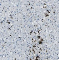 Immunohistochemistry (Formalin/PFA-fixed paraffin-embedded sections) - Anti-FCN1/M-Ficolin antibody [1] (AB112476)