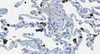 Immunohistochemistry (Formalin/PFA-fixed paraffin-embedded sections) - Anti-FCN1/M-Ficolin antibody [1] (AB112476)