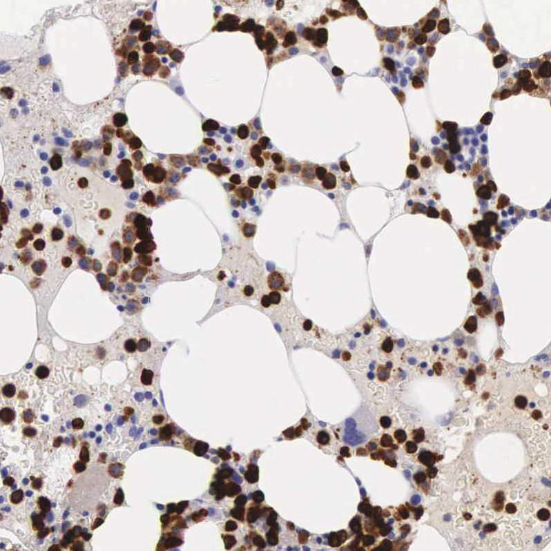 Immunohistochemistry (Formalin/PFA-fixed paraffin-embedded sections) - Anti-FCN1/M-Ficolin antibody (AB223712)