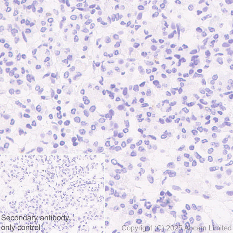 Immunohistochemistry (Formalin/PFA-fixed paraffin-embedded sections) - Anti-FCN1/M-Ficolin antibody [EPR29508-69] (AB325599)