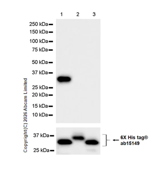 Western blot - Anti-FCN1/M-Ficolin antibody [EPR29508-69] (AB325599)