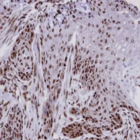 Immunohistochemistry (Formalin/PFA-fixed paraffin-embedded sections) - Anti-FCP1 antibody (AB137683)