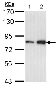 Western blot - Anti-FCP1 antibody (AB137683)
