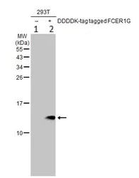 Western blot - Anti-FcRgamma antibody (AB151986)