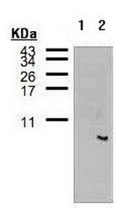 Western blot - Anti-FcRgamma antibody (AB151986), expandable thumbnail