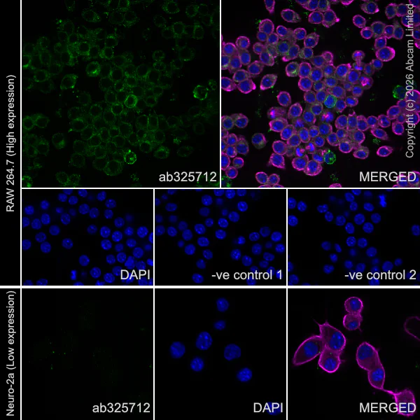 Immunocytochemistry/ Immunofluorescence - Anti-FcRgamma antibody [EPR30963-69] (AB325712)