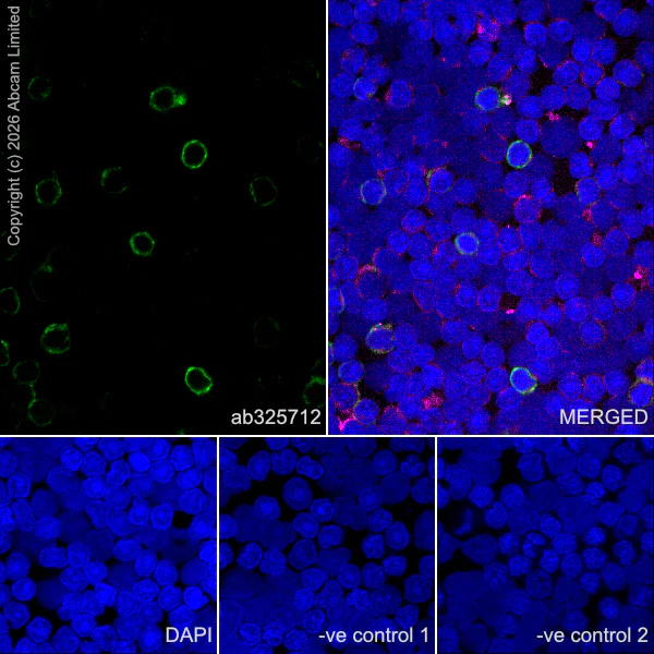 Immunocytochemistry/ Immunofluorescence - Anti-FcRgamma antibody [EPR30963-69] (AB325712)