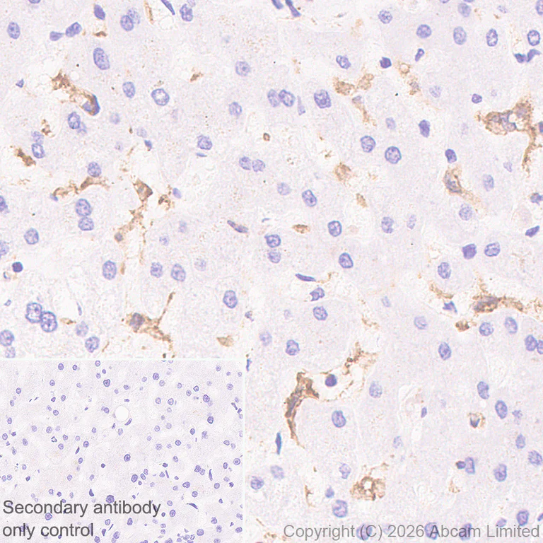 Immunohistochemistry (Formalin/PFA-fixed paraffin-embedded sections) - Anti-FcRgamma antibody [EPR30963-69] (AB325712)
