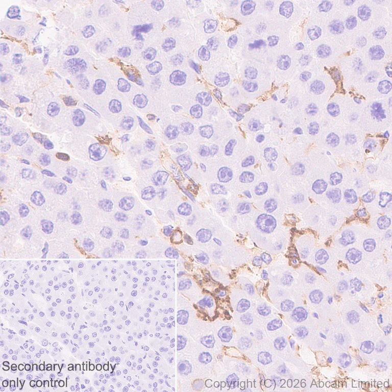 Immunohistochemistry (Formalin/PFA-fixed paraffin-embedded sections) - Anti-FcRgamma antibody [EPR30963-69] (AB325712)