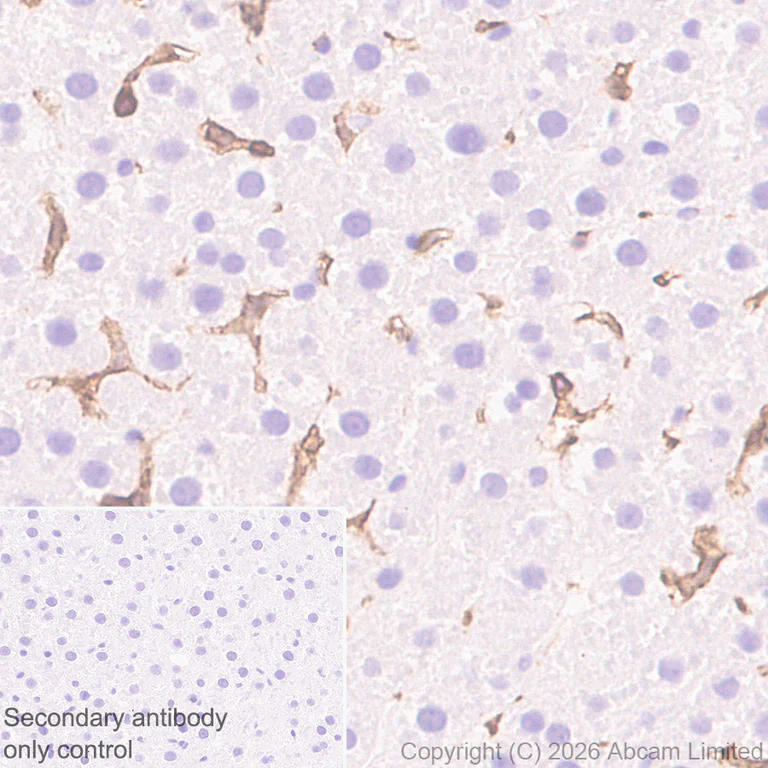 Immunohistochemistry (Formalin/PFA-fixed paraffin-embedded sections) - Anti-FcRgamma antibody [EPR30963-69] (AB325712)