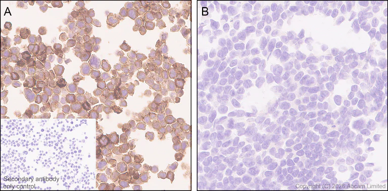Immunohistochemistry (Formalin/PFA-fixed paraffin-embedded sections) - Anti-FcRgamma antibody [EPR30963-69] (AB325712)