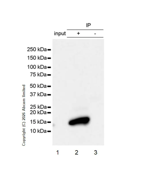 Immunoprecipitation - Anti-FcRgamma antibody [EPR30963-69] (AB325712)