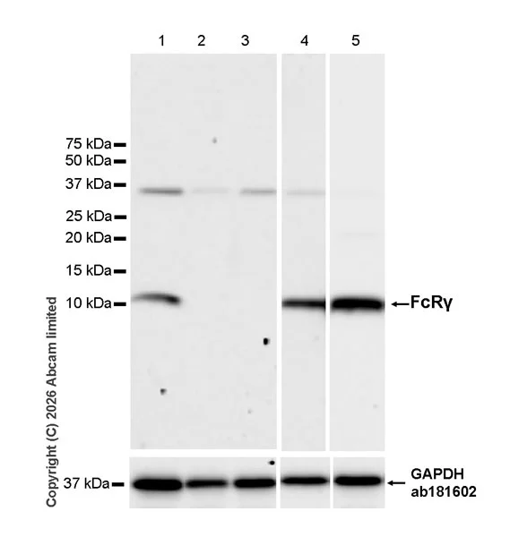 Western blot - Anti-FcRgamma antibody [EPR30963-69] (AB325712)