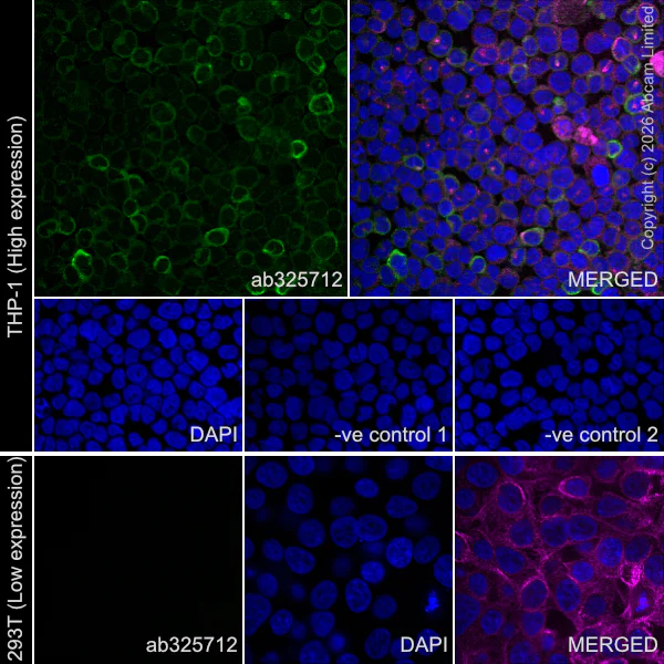 Immunocytochemistry/ Immunofluorescence - Anti-FcRgamma antibody [EPR30963-69] - BSA and Azide free (AB325714)