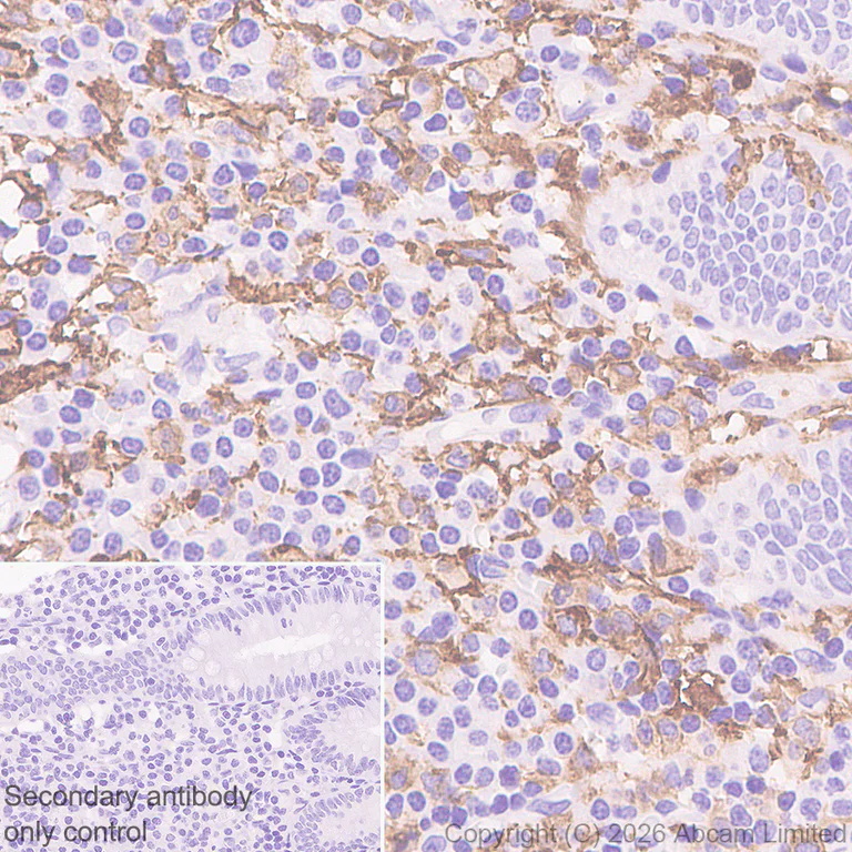 Immunohistochemistry (Formalin/PFA-fixed paraffin-embedded sections) - Anti-FcRgamma antibody [EPR30963-69] - BSA and Azide free (AB325714)