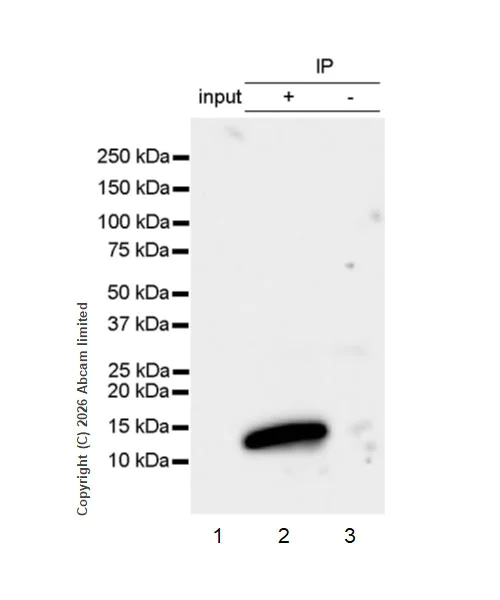 Immunoprecipitation - Anti-FcRgamma antibody [EPR30963-69] - BSA and Azide free (AB325714)