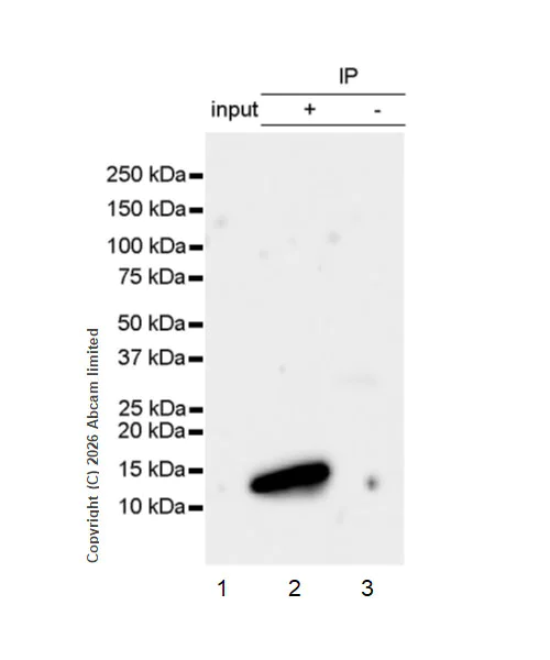 Immunoprecipitation - Anti-FcRgamma antibody [EPR30963-69] - BSA and Azide free (AB325714)
