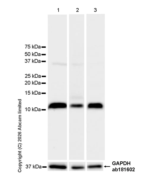 Western blot - Anti-FcRgamma antibody [EPR30963-69] - BSA and Azide free (AB325714)