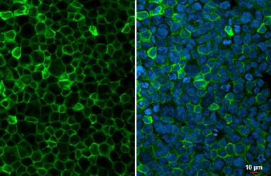 Immunocytochemistry/ Immunofluorescence - Anti-FcRgamma antibody [HL1418] - BSA and Azide free (AB313849), expandable thumbnail