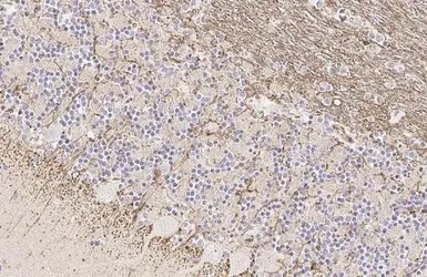 Immunohistochemistry (Formalin/PFA-fixed paraffin-embedded sections) - Anti-FcRgamma antibody [HL1418] - BSA and Azide free (AB313849), expandable thumbnail