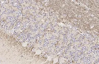 Immunohistochemistry (Formalin/PFA-fixed paraffin-embedded sections) - Anti-FcRgamma antibody [HL1418] - BSA and Azide free (AB313849)