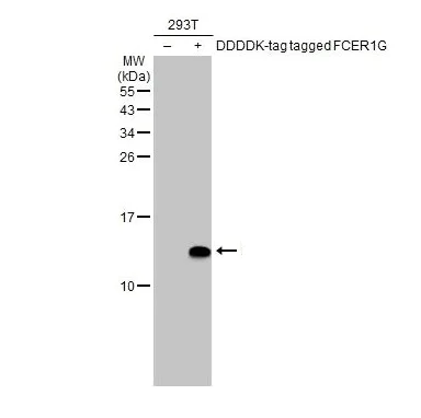 Western blot - Anti-FcRgamma antibody [HL1418] - BSA and Azide free (AB313849)
