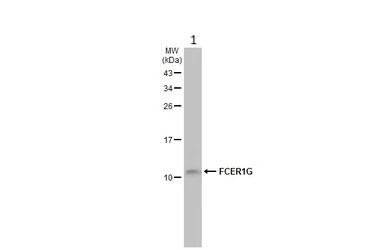 Western blot - Anti-FcRgamma antibody [HL1418] - BSA and Azide free (AB313849), expandable thumbnail