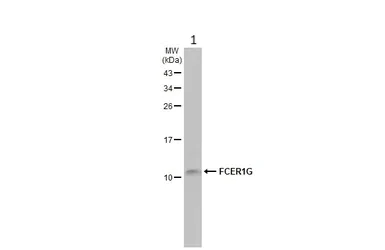Western blot - Anti-FcRgamma antibody [HL1418] - BSA and Azide free (AB313849)