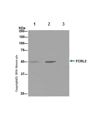 Immunoprecipitation - Anti-FCRL2 antibody [EPR16122] - BSA and Azide free (AB251250)
