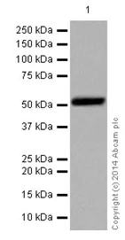Western blot - Anti-FCRL2 antibody [EPR16122] - BSA and Azide free (AB251250)