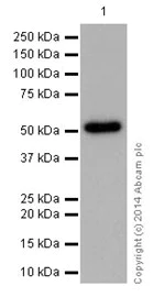 Western blot - Anti-FCRL2 antibody [EPR16122] - BSA and Azide free (AB251250)
