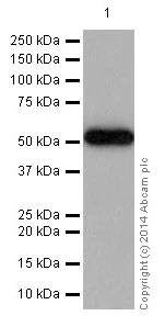 Western blot - Anti-FCRL2 antibody [EPR16122] - BSA and Azide free (AB251250)