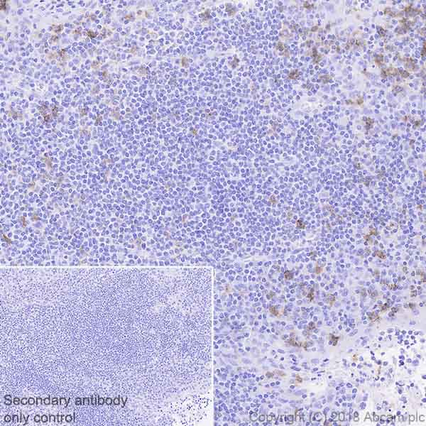 Immunohistochemistry (Formalin/PFA-fixed paraffin-embedded sections) - Anti-FCRL4 antibody [EPR21961] (AB239076)
